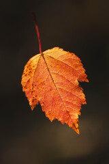 Macro Close-Up of a Vibrant Autumn Leaf in Warm Fall Colors