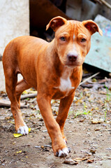 Hermoso cachorro pitbull
