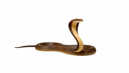 Fototapeta premium King Cobra Side View