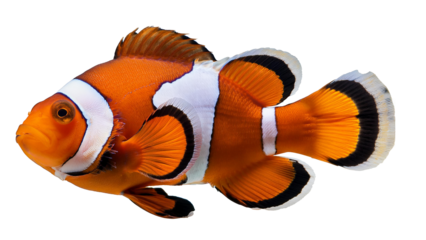 Clown fish cut out