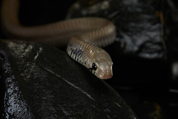 A snake moves among wet rocks, its body glistening under the soft light.
