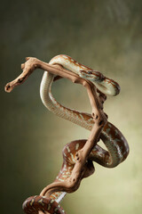 A python twists its body around a branch, displaying its sinuous form. The snake body is highlighted by soft lighting, emphasizing its smooth scales and natural beauty.