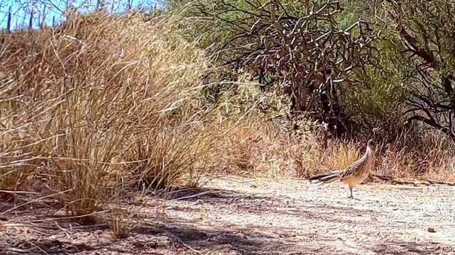Roadrunner on desert trail