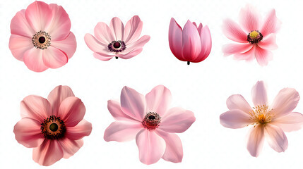 Collection of various pink flowers isolated on a white background