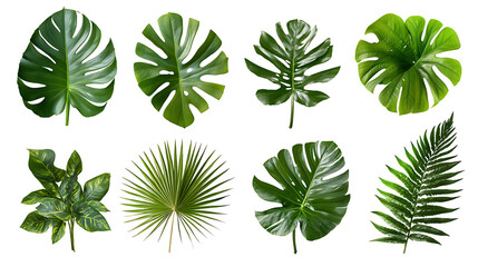 Naklejka premium Collection of green leaves of tropical plants bush