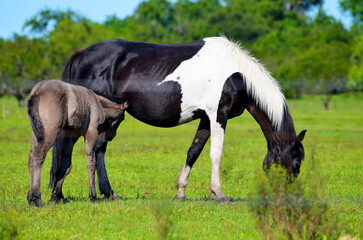 Obraz premium Hermosos caballos madre y cría