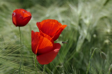 Naklejka premium Anflug