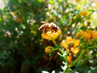 bee collecting pollen from flowers