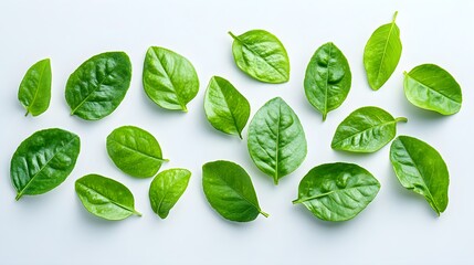 Obraz premium Vivid green citrus leaves with fine texture, softly lit, arranged naturally on a smooth white background, clean and fresh aesthetic