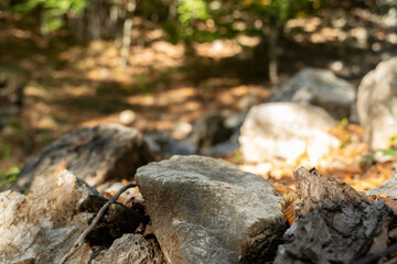 Natural stone stand for outdoor products autumn fall nature on trees woods leaves