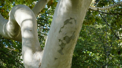 The trunk, bark, leaves and fruits of Platanus occidentalis, also known as the American, London plane tree. Bark of the sycamore tree. Maple. Sycamore. Different colors of the tree trunk. Platan. n