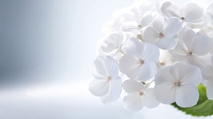 Delicate white hydrangea cluster, soft-focus background, Hydrangea floral details, Elegant simplicity