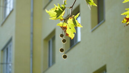 The trunk, bark, leaves and fruits of Platanus occidentalis, also known as the American, London plane tree. Bark of the sycamore tree. Maple. Sycamore. Different colors of the tree trunk. Platan. n