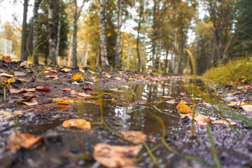 Close up of wet dirt road in forest