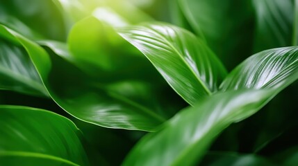 Obraz premium Image depicting soft, curved green leaves gently illuminated by sunlight, creating an atmosphere of tranquility and natural elegance for a peaceful setting.