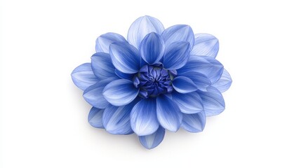 A beautifully detailed blue Dahlia, isolated on white, showcasing sharp petal structure and vibrant color contrast, perfect for floral compositions