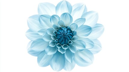Obraz premium Blue Dahlia flower with soft, delicate petals fanning out in a symmetrical pattern, isolated on a white background, crisp edges and vivid color