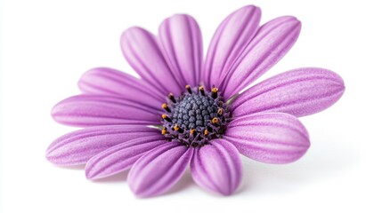Fototapeta premium Detailed close-up of a purple osteospermum daisy, isolated on a white background, with vibrant petals and intricate textures, soft shadows for depth