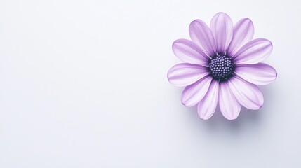 Fototapeta premium Minimalist shot of an osteospermum daisy, vibrant purple petals and dark center standing out against a bright white background, clean and elegant composition