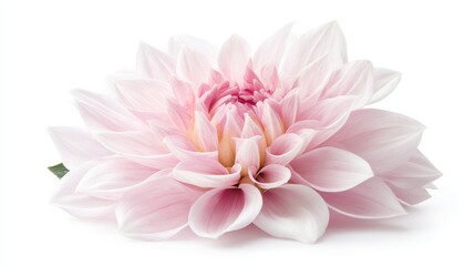 Fototapeta premium Close-up of a pink dahlia flower isolated on a white background, vibrant petals perfect for floral design and advertisement, elegant and eye-catching composition