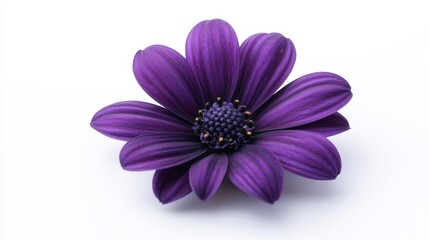 Fototapeta premium A single purple daisy with striking detail, set against a pure white background, vibrant color contrast, showcasing the flower's natural beauty