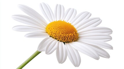Fototapeta premium Vivid close-up of a daisy flower isolated on white, minimalistic and clean, ideal for nature-based or wellness product ads, bright and fresh