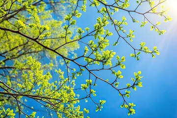 Fototapeta premium Spring tree branches with small green leaves against a blue sky silhouette