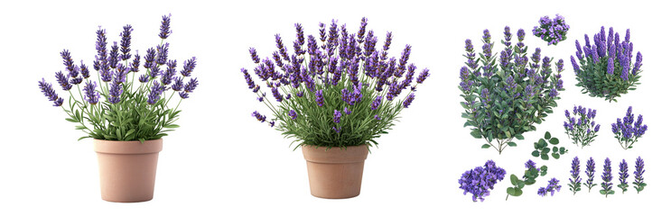 Obraz premium PNG Lavender Plants in Pots and Arrangement Set Isolated on Transparent Background