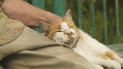 Happy cat lying on a bench and enjoying being stroked by her owner. Close-up.
