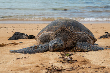 A sea turtle sun bathes on the beach