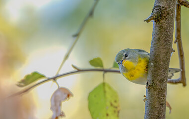 Closeup of a northern parula perched on a branch.