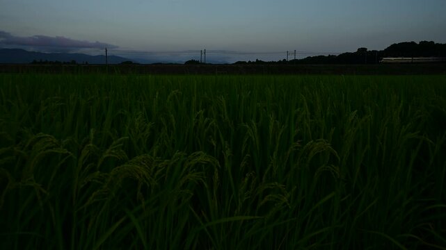 稲穂の実る秋の田園地帯を走る225系普通列車  （東海道本線 稲枝 - 能登川, 2024年8月）