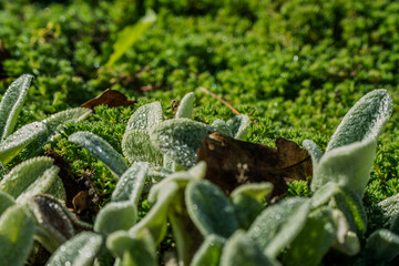 moss covered with dew