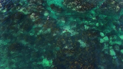 Seals swimming in the ocean