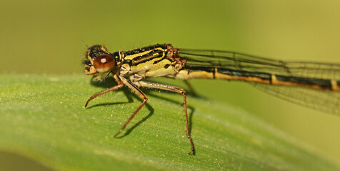 closeup of a damselfly resting on a leaf