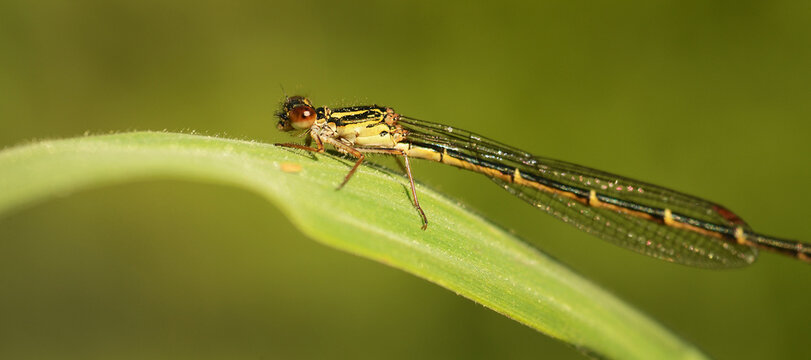 closeup of a damselfly resting on a leaf