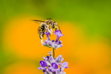 Honey Bee collecting nectar from flower