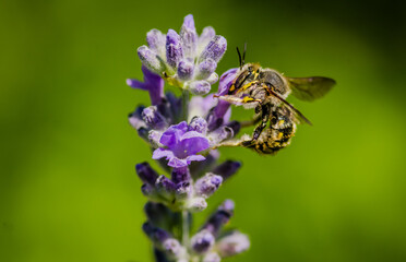 Honey Bee collecting nectar from flower