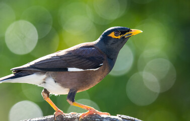 Close up of common Mynah bird