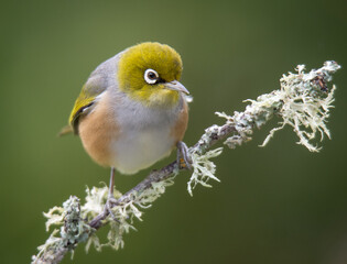 Silvereye or wax eye perched on branch isolated against out of focus background