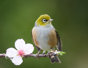 Silvereye or wax eye perched on branch isolated against out of focus background