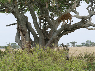 Lioness walking on a sausage tree branch in the african savanna