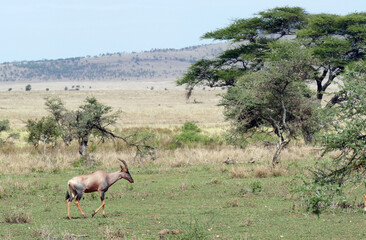 Topi antelope walking through the african savanna