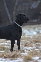 black dog in a snowy field