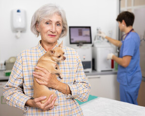 Senor woman owner carefully holds and cuddles chihuahua pet after useful therapeutic manipulations...