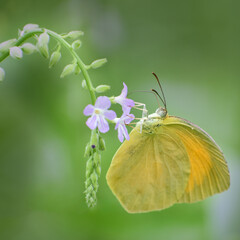 Insectos en flor con fondo difuso