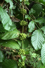 coffee beans tree