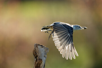 Nuthatch in flight