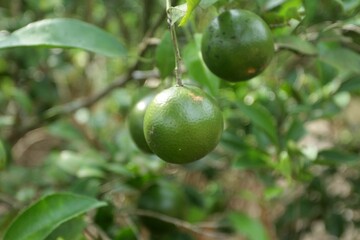 green orange on tree