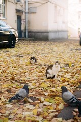 Film photo of two cats sitting on fallen autumn leaves with pigeons in the yard outside